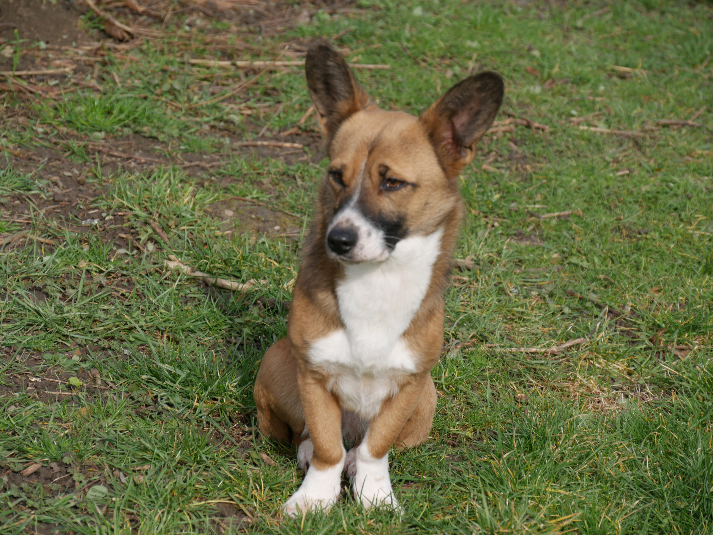 Hundephysiotherapie – Behandlung Belinda Grassi Tierhheilprxis Hundeschule Hundephysiotherapie Sehnde Hannover Peine Hilfdesheim Belinda Grassi Hundeschule